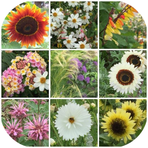 Bourse aux plantes, brocante de jardin - Saint-Plaisir