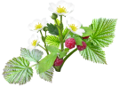 Bourse aux plantes - Mirande