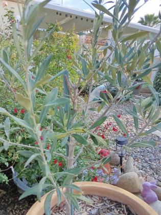 Petit olivier dans pot en terre