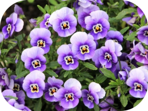 Bourse aux plantes - Mesnil-Martinsart