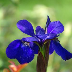 Vente de plantes - Coutances