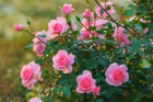 Foire aux plantes de la St Fiacre - Avranches